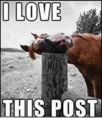ilovethisposthorse.jpg