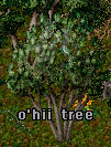 ohii tree.jpg