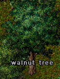 walnut tree.jpg