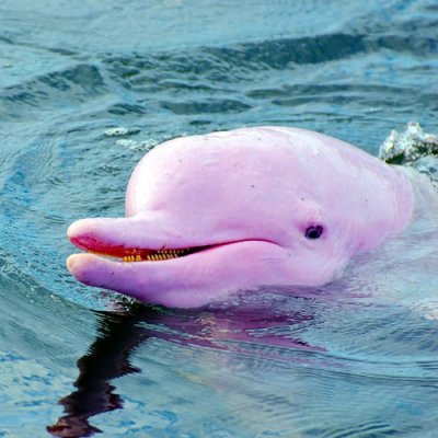 pink-dolphin-tour-koh-samui-min-1.jpg