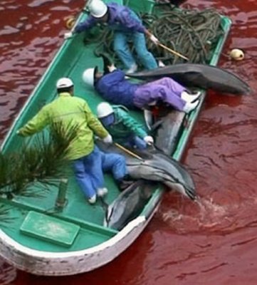 CoveTaijidolphinkilling_pSeaShepherd.jpg