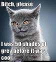 50 shades cat.jpg