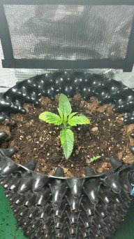 Lettuce