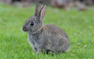 Rabbit