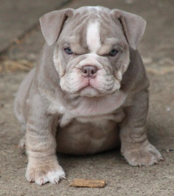 puppy.jpg