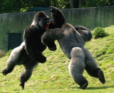 gorilla.jpg