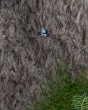 camou.png