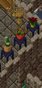 red cactus.JPG