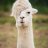 Llama Mart